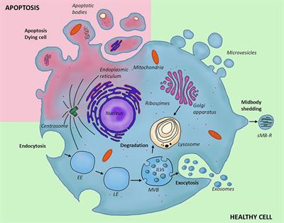 The Role of Non-Immune Cell-Derived Extracellular Vesicles in Allergy